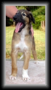 barron front 2 * 248 x 480 * (91KB)